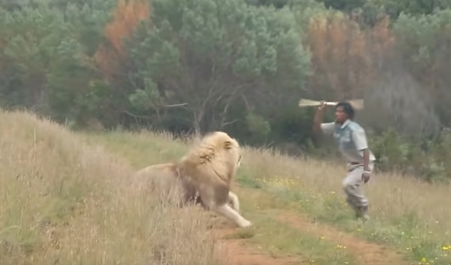 Man Stands Up To Lion