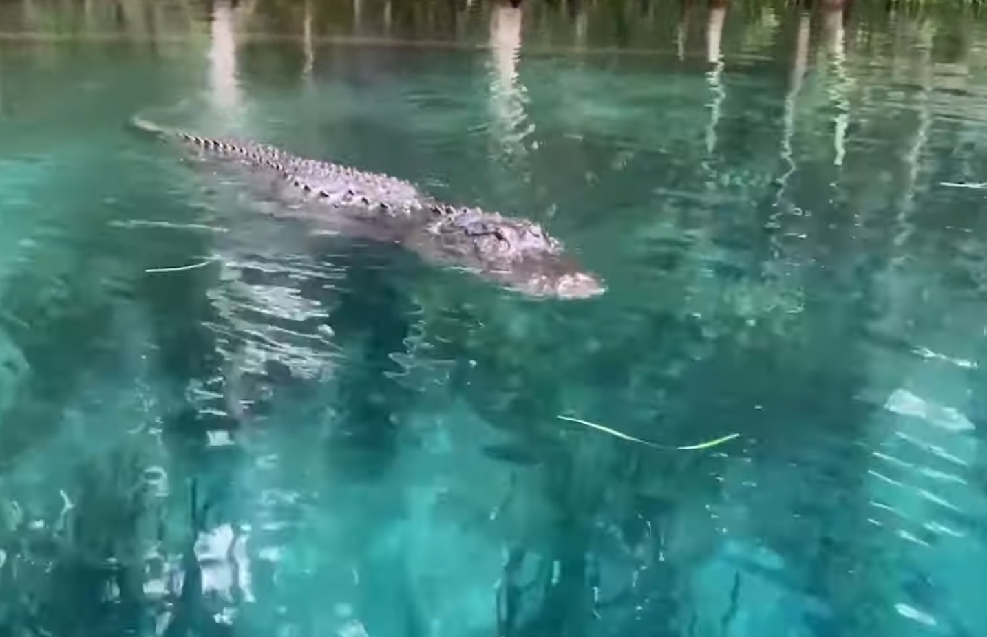 Paddle Boarder Encounter With Alligator
