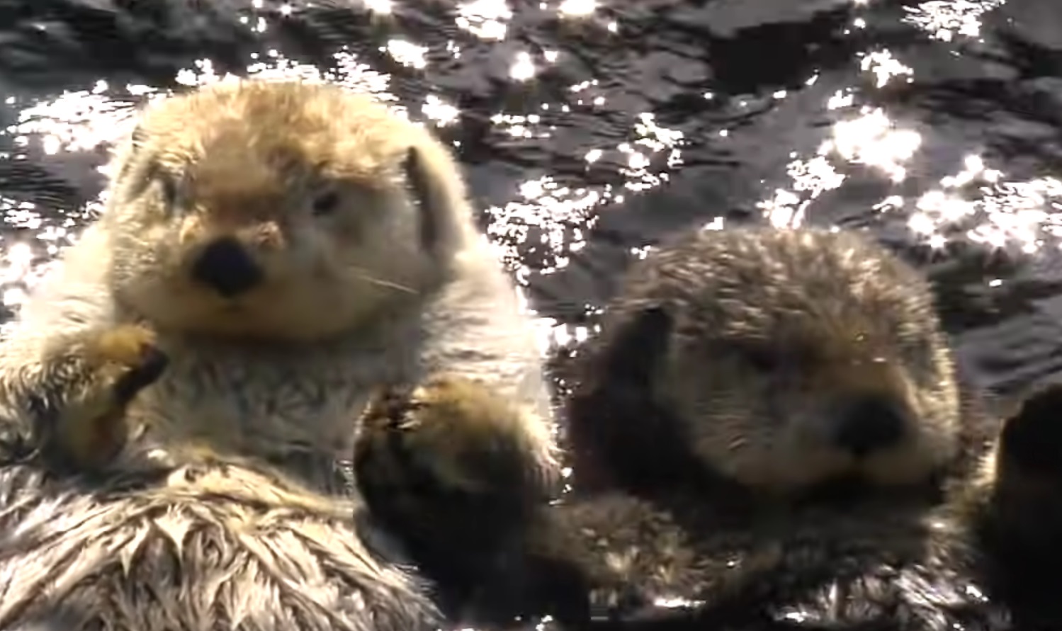 Sea Otters Holding Paws Video