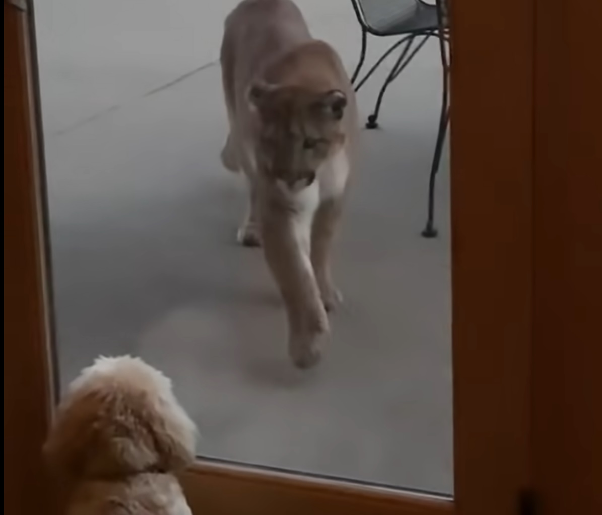 Tiny Dog Stares Down At Mountain Mountain Lion