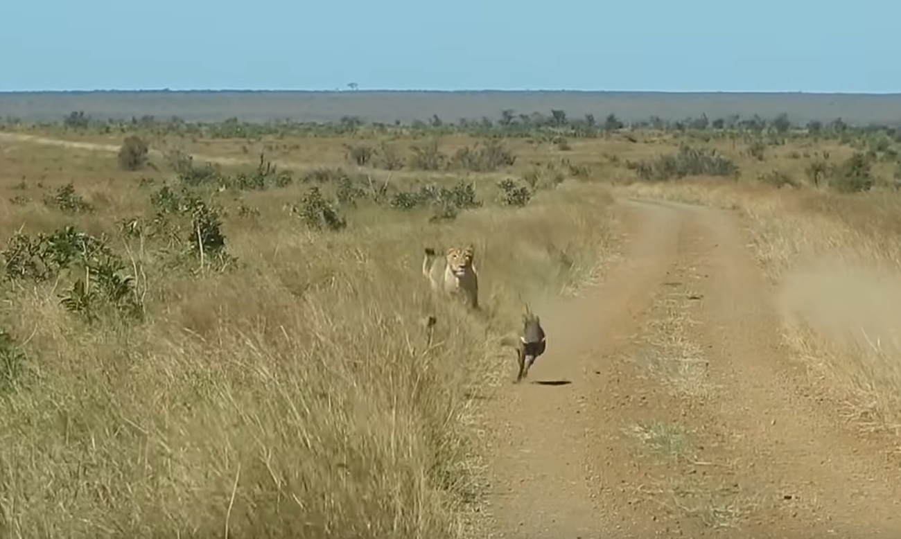 Warthog Walks Right Into Lions