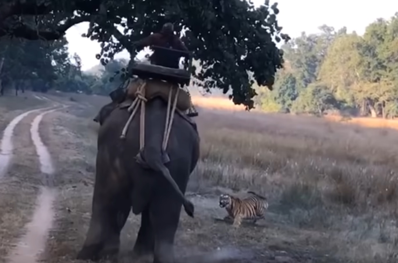 Man's Scary Experience As Tiger Charges At Elephant
