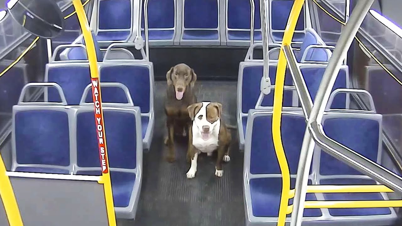Bus Driver Helps Reunite Lost Dogs with Family Just in Time for Christmas
