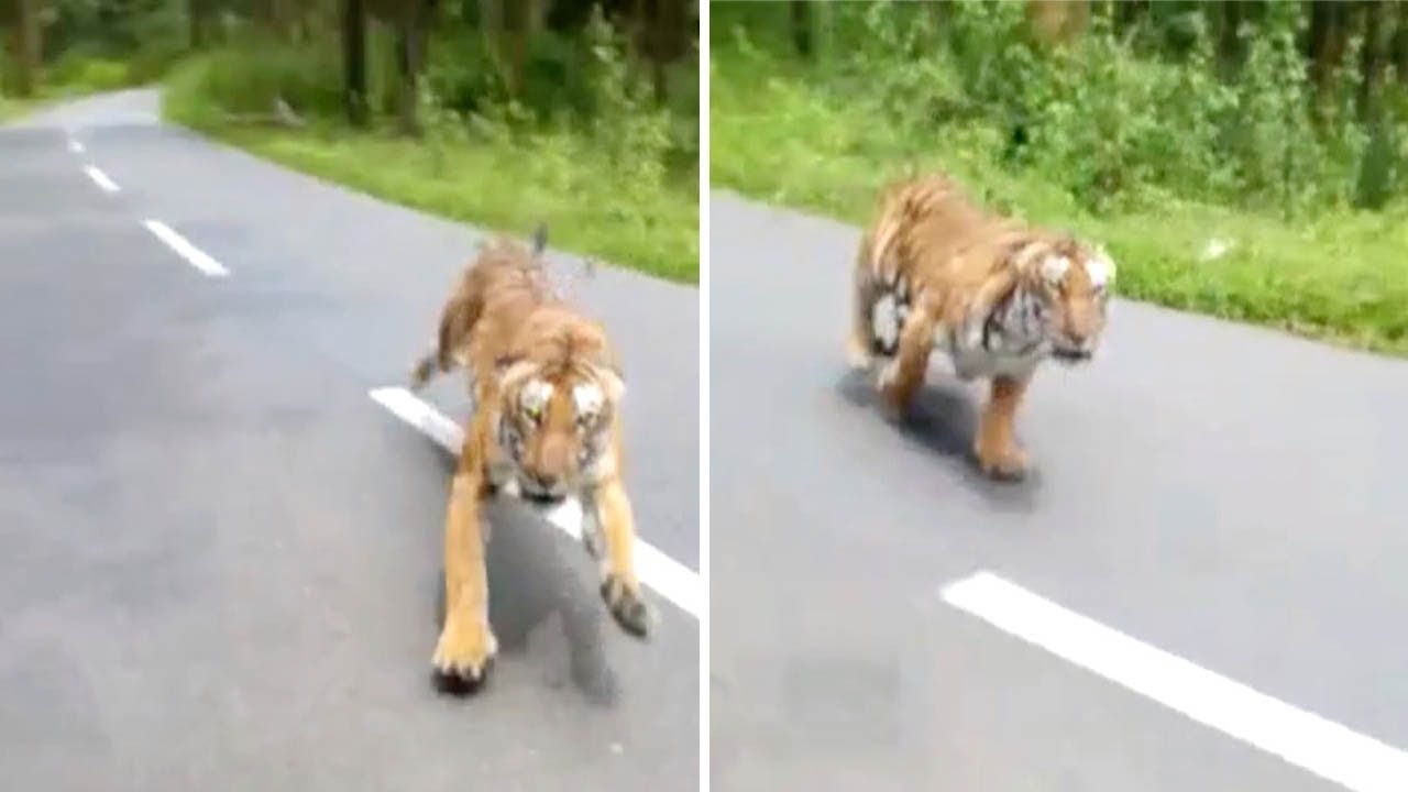 Tiger Runs After Motorbike
