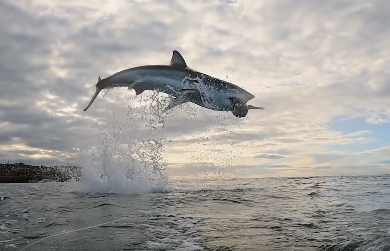 Shark Jumps 15 Feet Above Surface