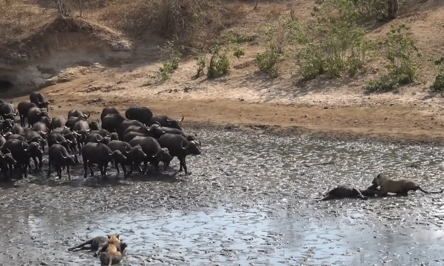 Buffalo Herd Vs Hungry Lions