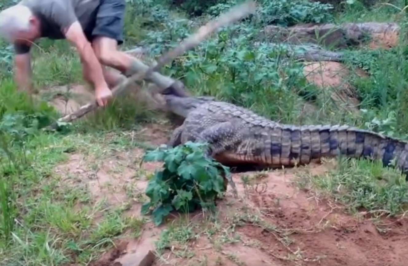 These People Got Too Close To Crocodiles