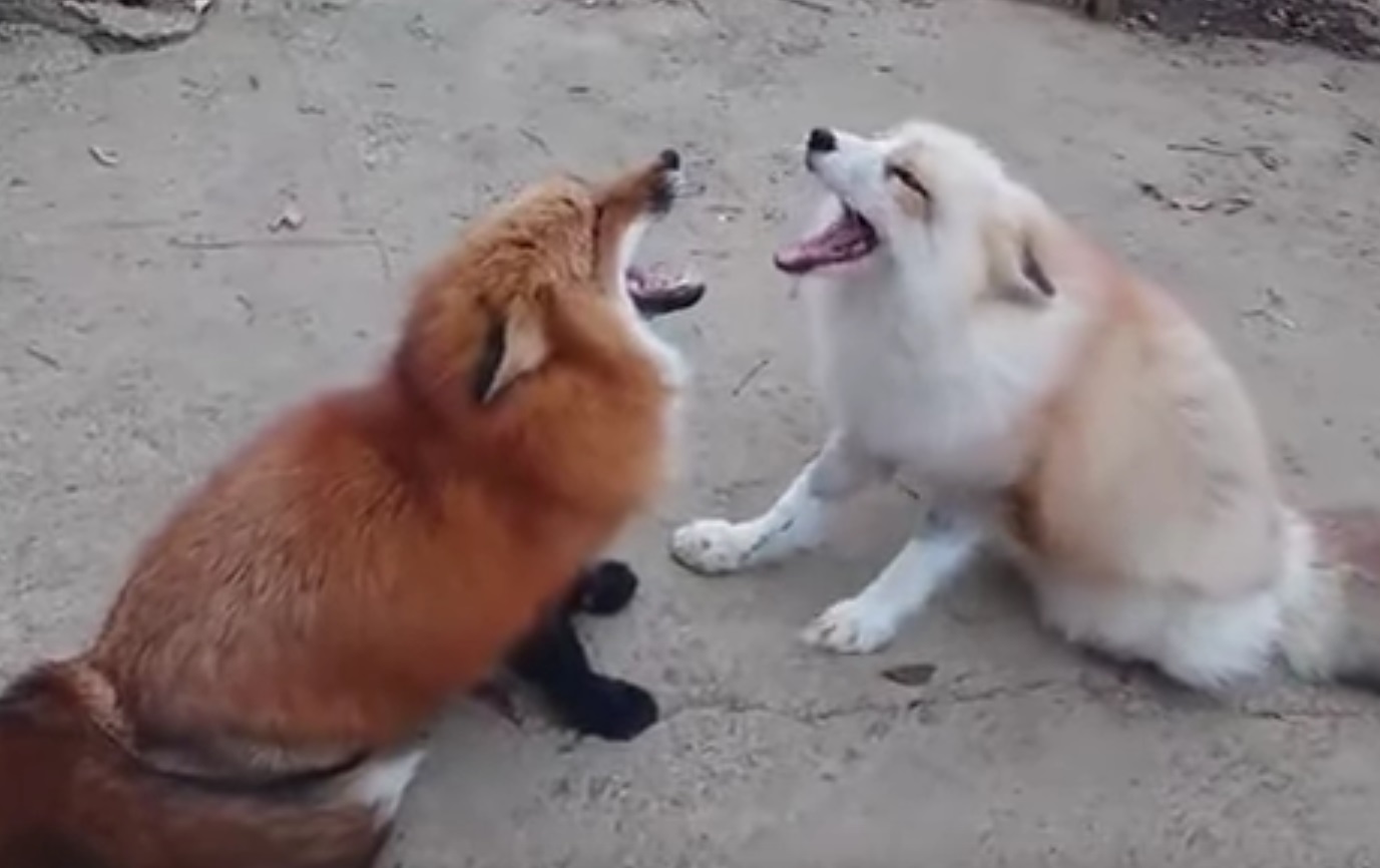 Foxes Screaming At Each Other