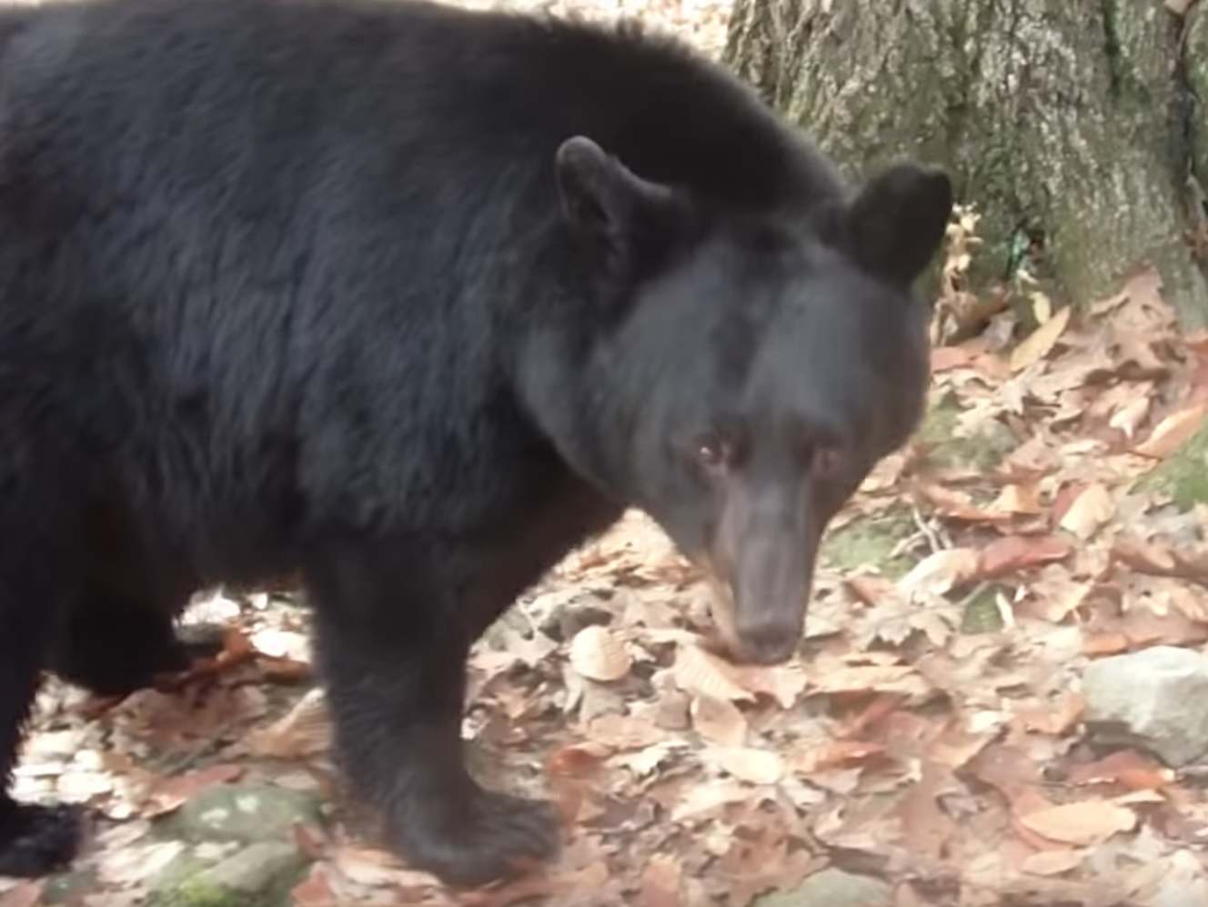 Woman Provokes Bear To Charge And Chases Him Away