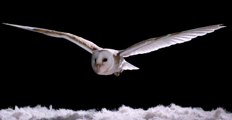 How Does An Owl Fly So Silently?