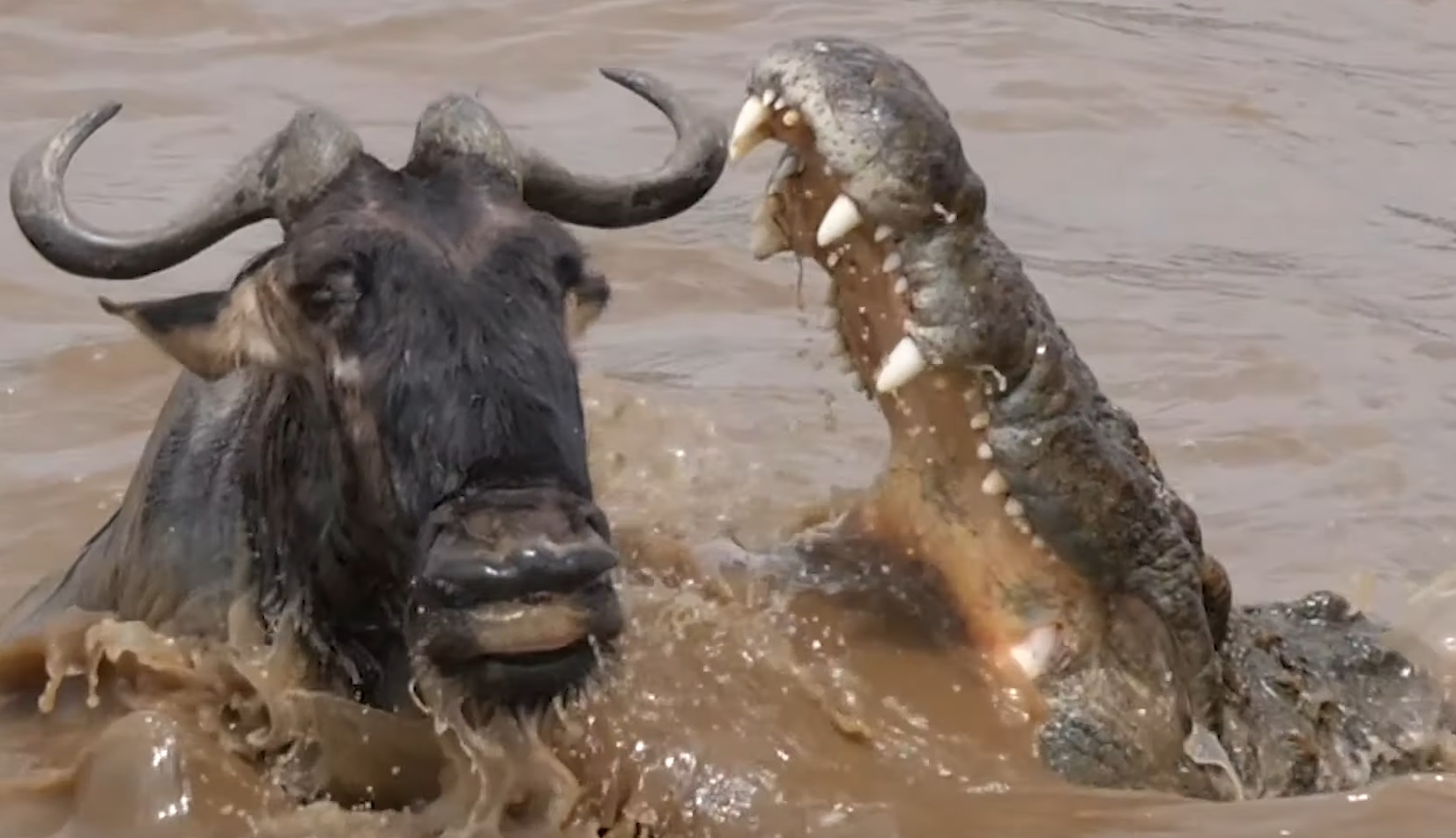 Wildebeest Escapes Huge Crocodile