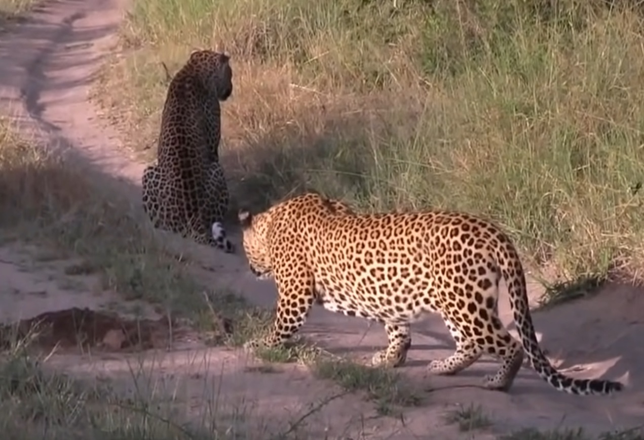 Leopard Unaware Is Being Stalked