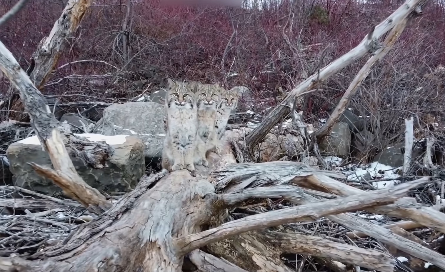 Exciting Moment Three Bobcats Caught On Drone By Photographer