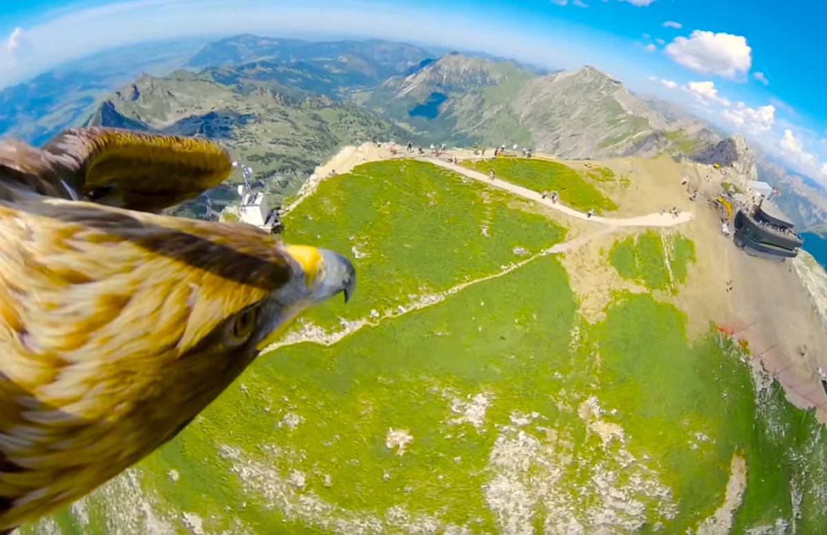 Breathtaking Footage Of Eagle Flying Over The Alps