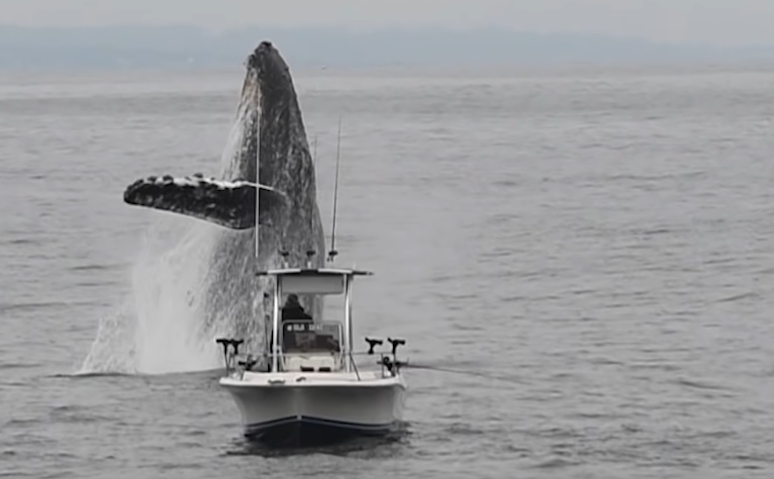 Whale Breach Really Close To Boat