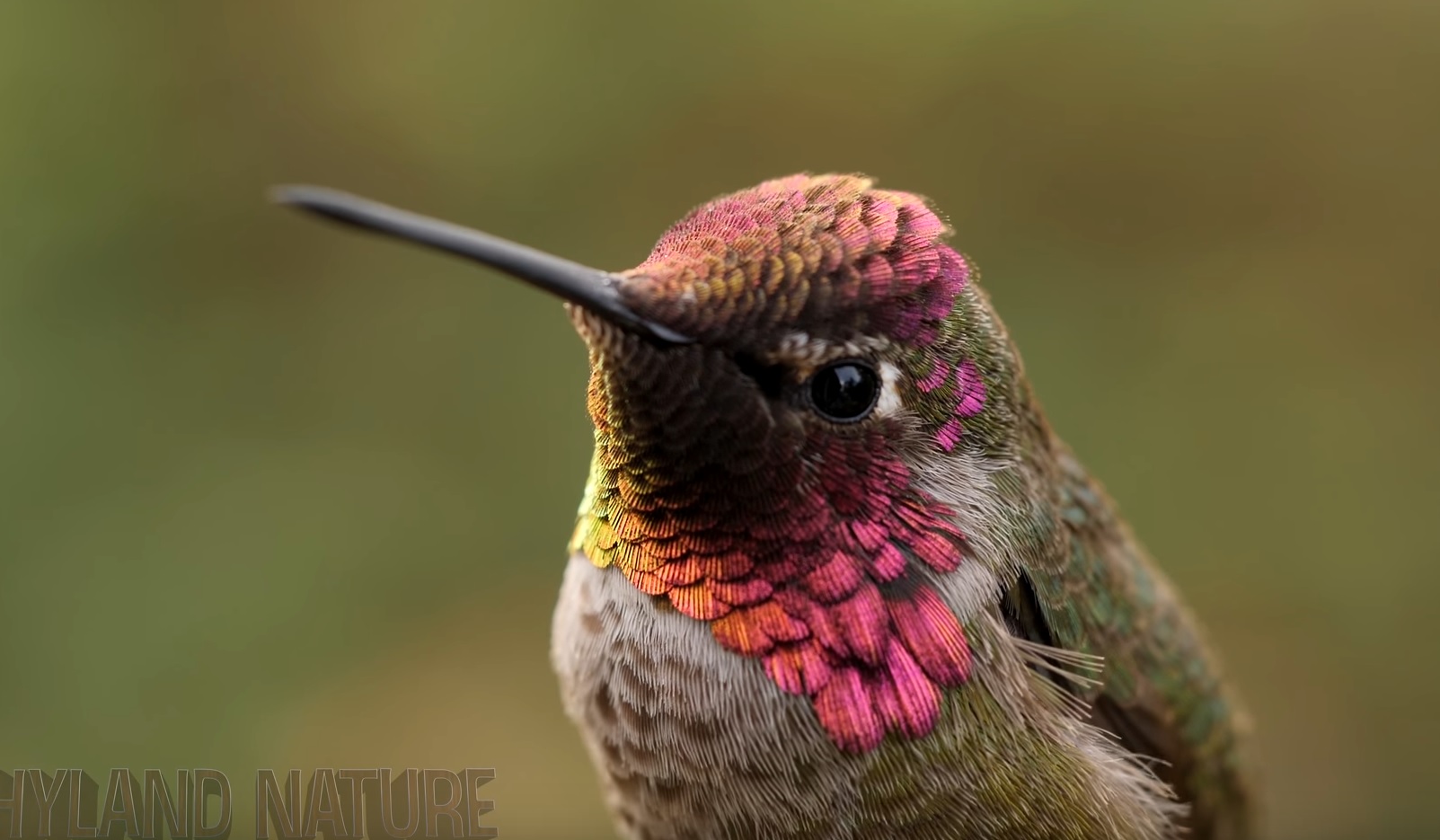 Anna Hummingbird Beautiful Video