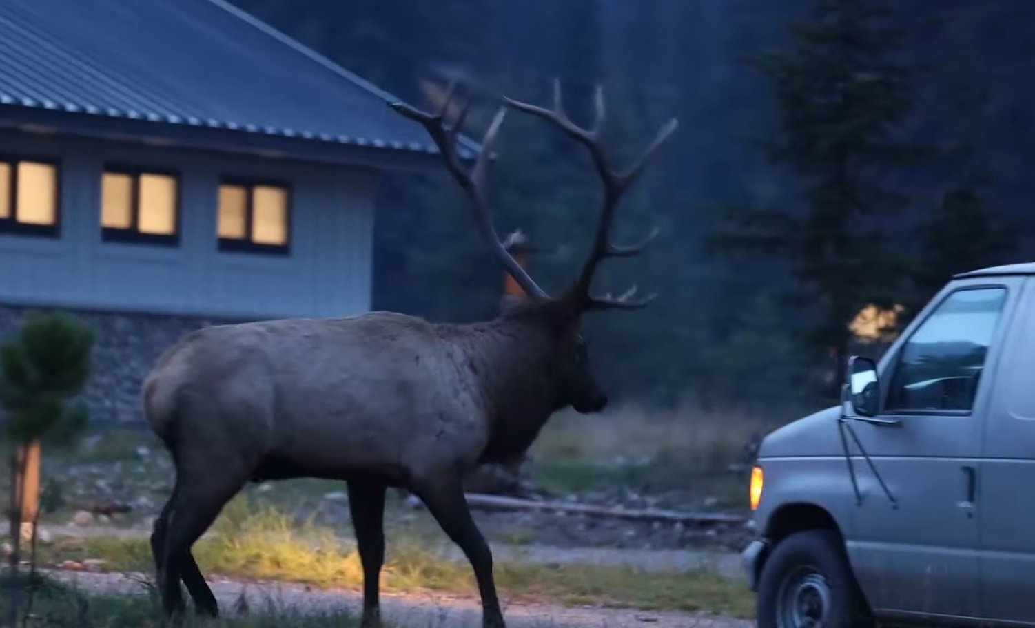 Bull Elk In Rutting Season Attacks Van