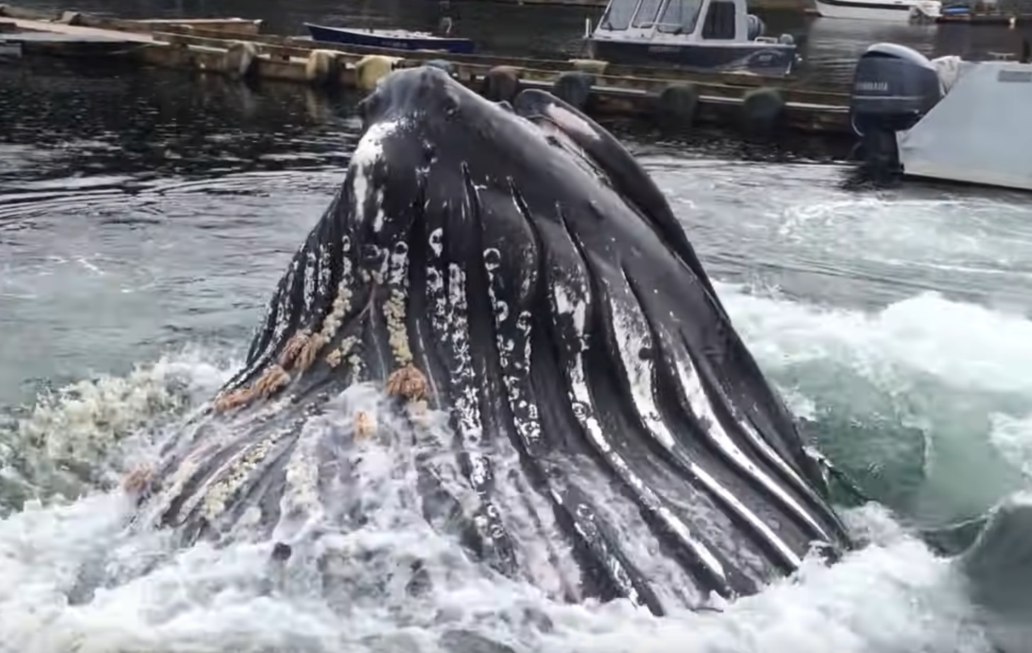 Humpback Whale At Alaska Marine Docks Video