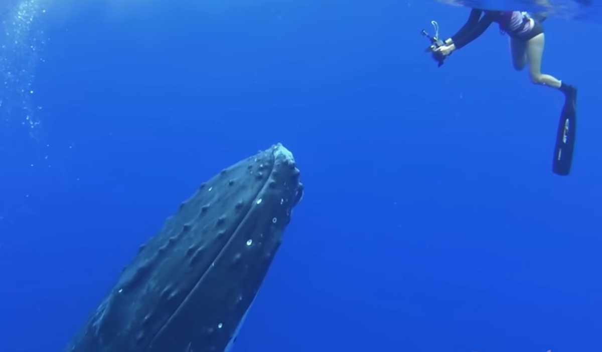 Really Close Whale Encounters