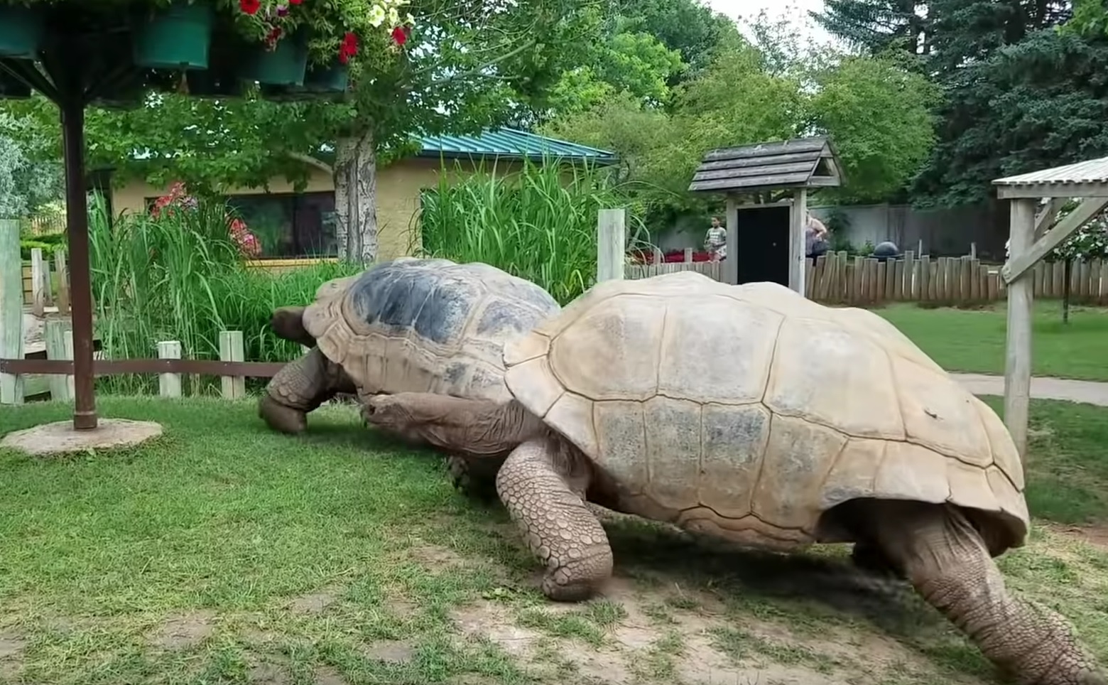 Giant Tortoises At Full Speed VIdeo