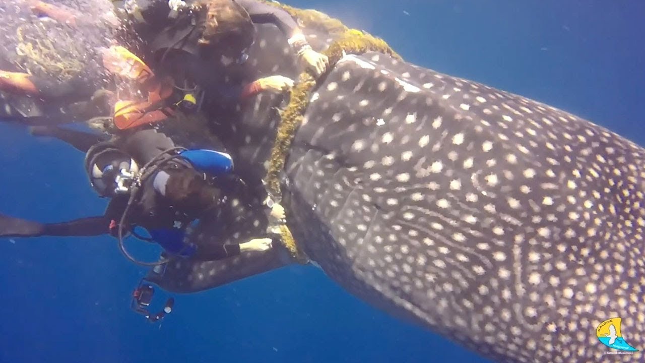Brave Divers Rescue Whale Shark Stuck In Rope