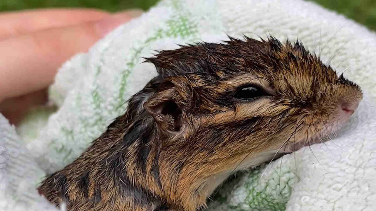 Girl saves chipmunk who almost drowned