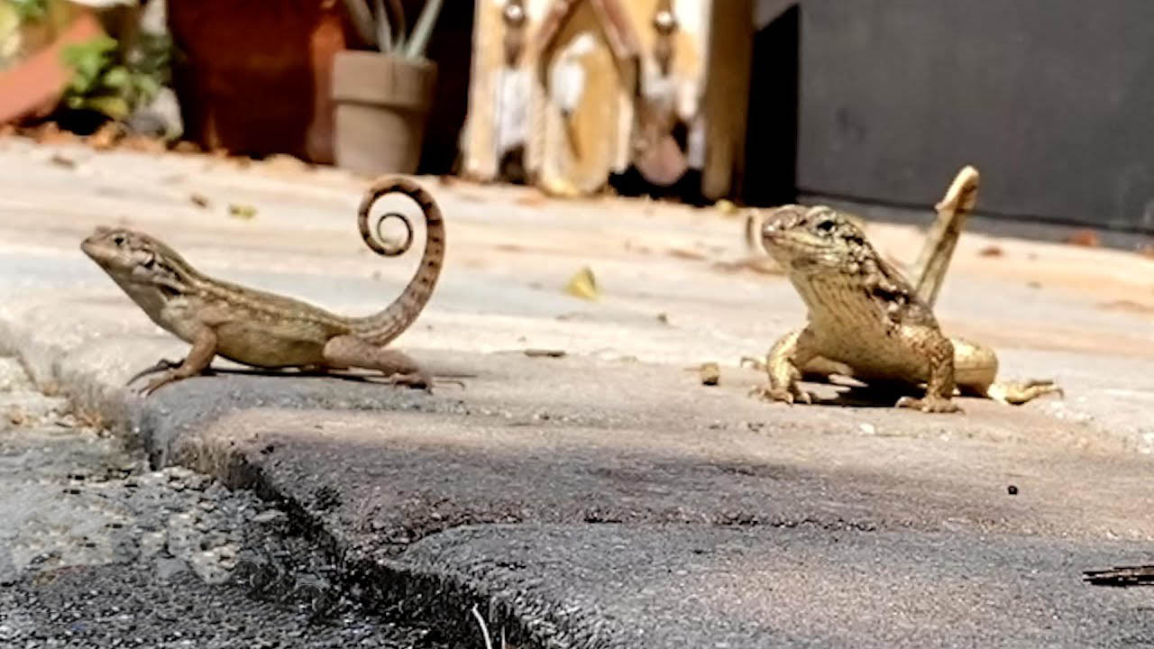 This woman has a mini Jurassic Park in her backyard