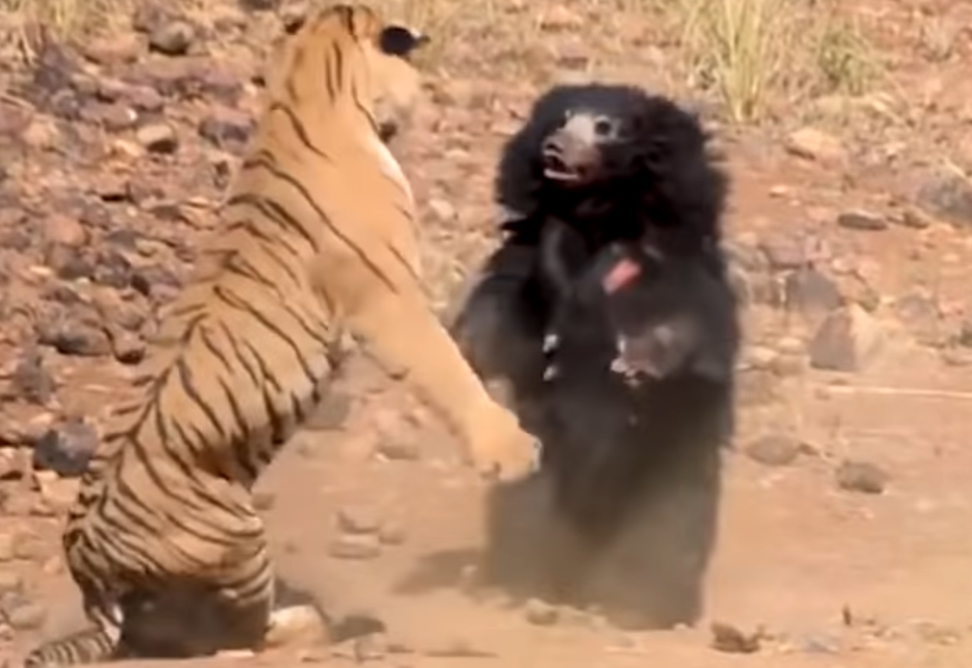 14 Most Amazing Bear Fights And Attacks Video