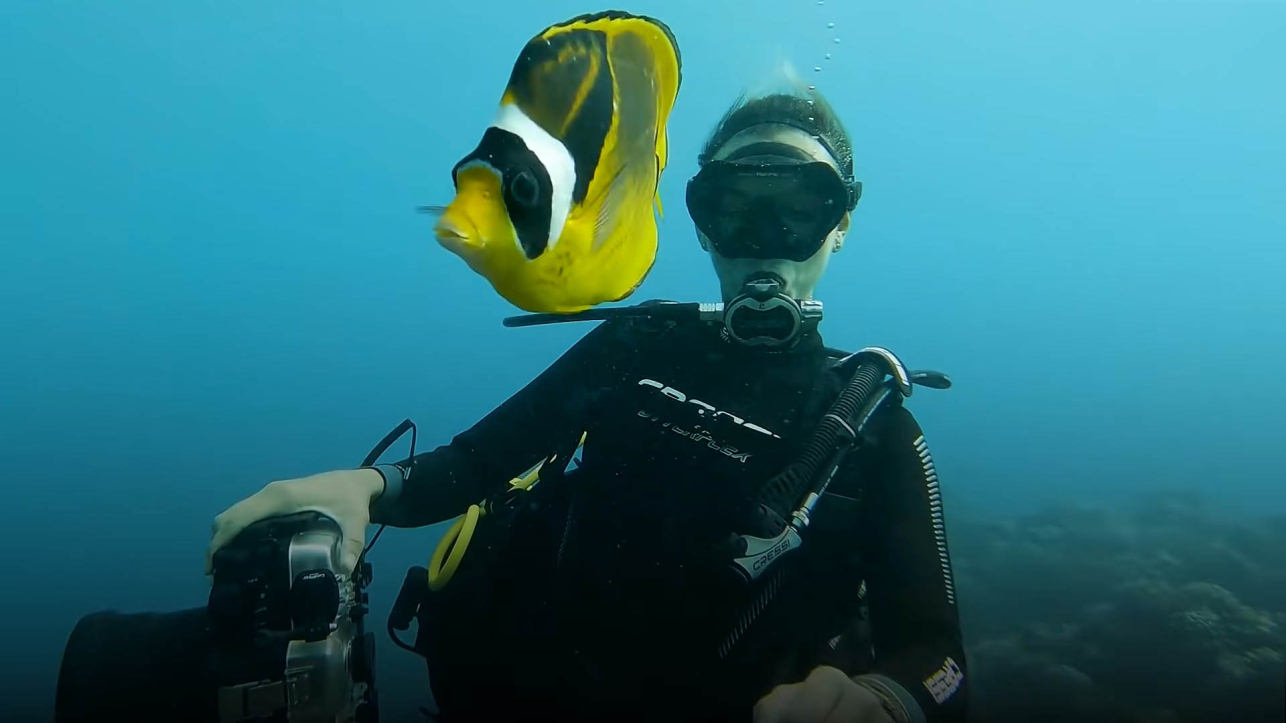 Fish and diver become best friends