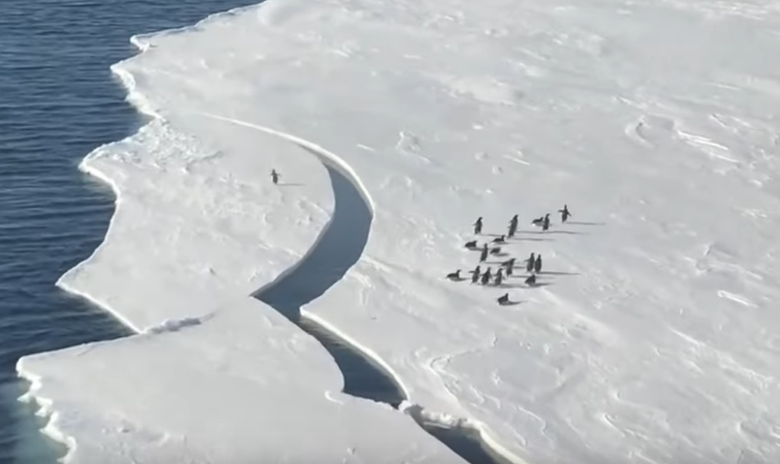 Ice Breaks And Isolates One Penguin From His Group
