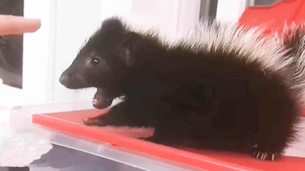 Rescue baby skunk stomps his tiny feet to assert his dominance