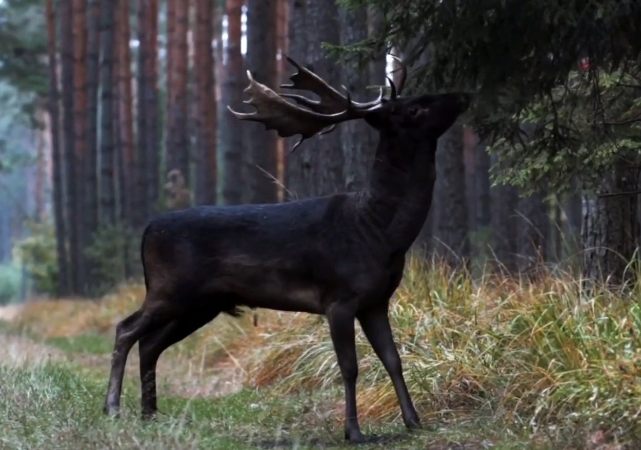 Beautiful Video Of Black Fallow Deer