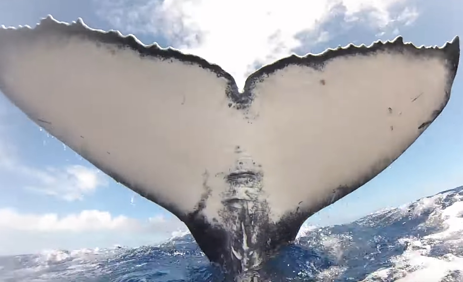 Whale's Tail Slap Almost Hits Divers Video