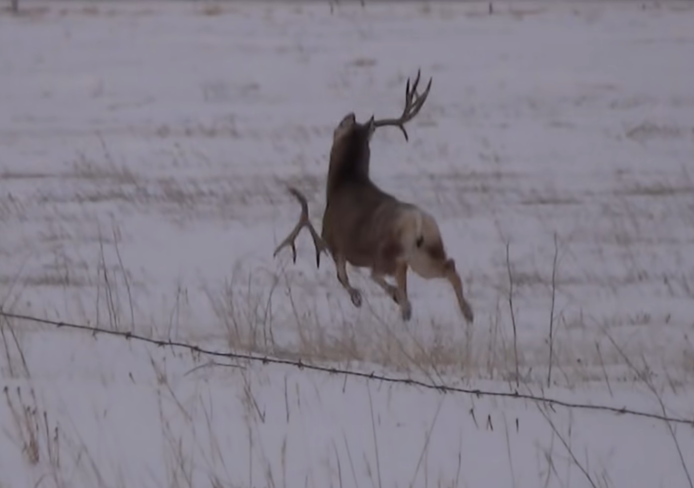 Deer Buck Shedding Antlers Fascinating Video