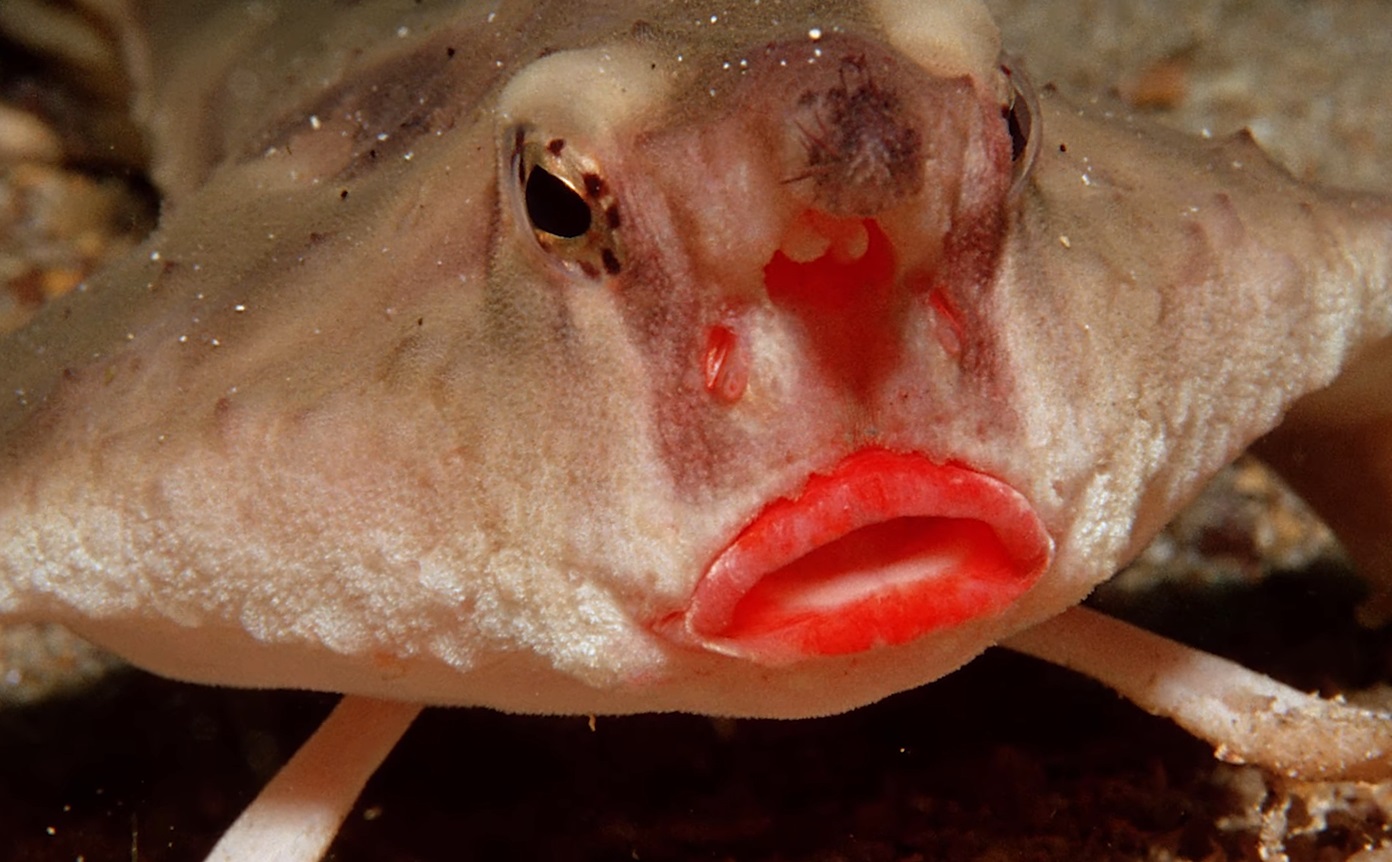 The Red Lipped Batfish