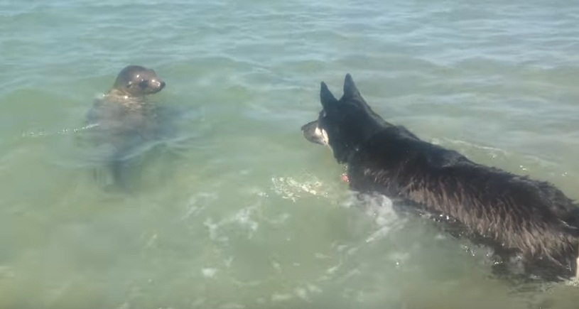 Dog Plays With Sea Lion