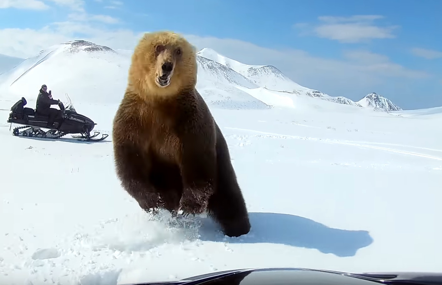 Snowmobilers Get Too Close To Bear Video