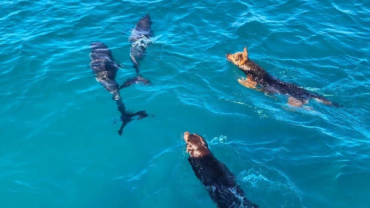 Dogs Swimming With Dolphins Video
