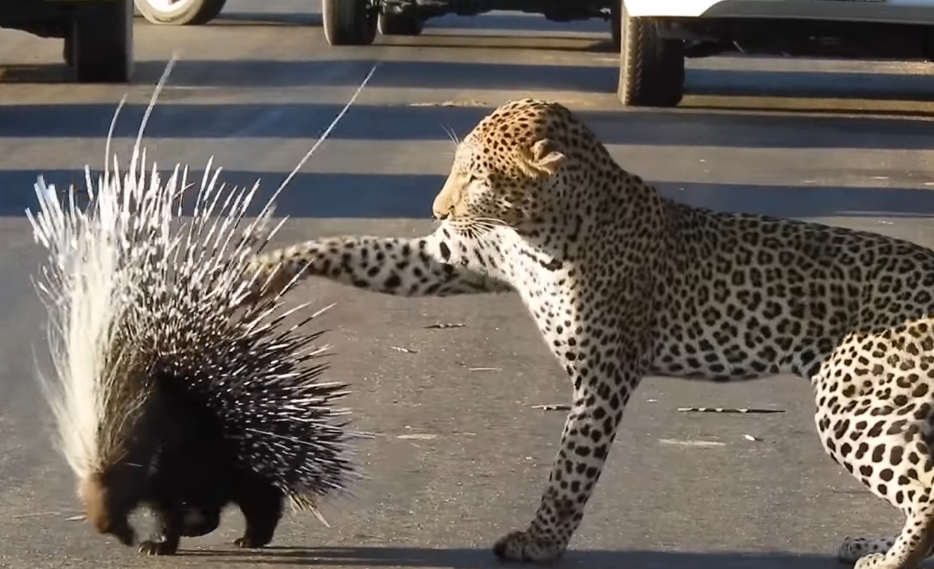 Leopard Tries To Hunt Porcupine