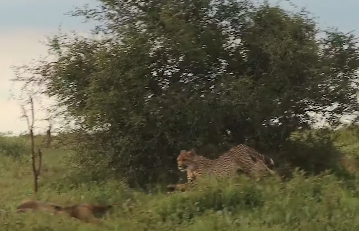 Cheetah Chasing Jackal Video