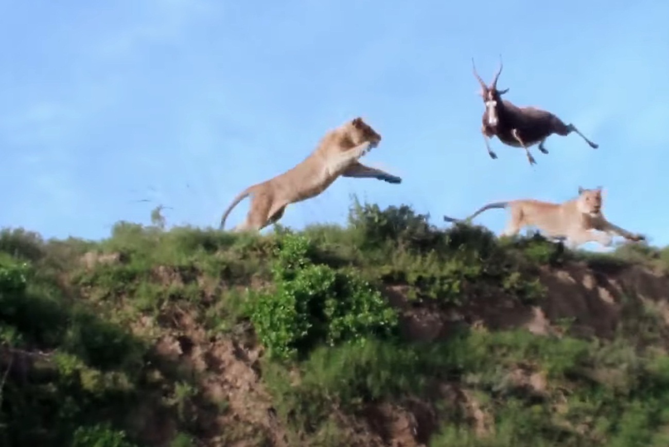Lion Catches Antelope In Mid-Air Video