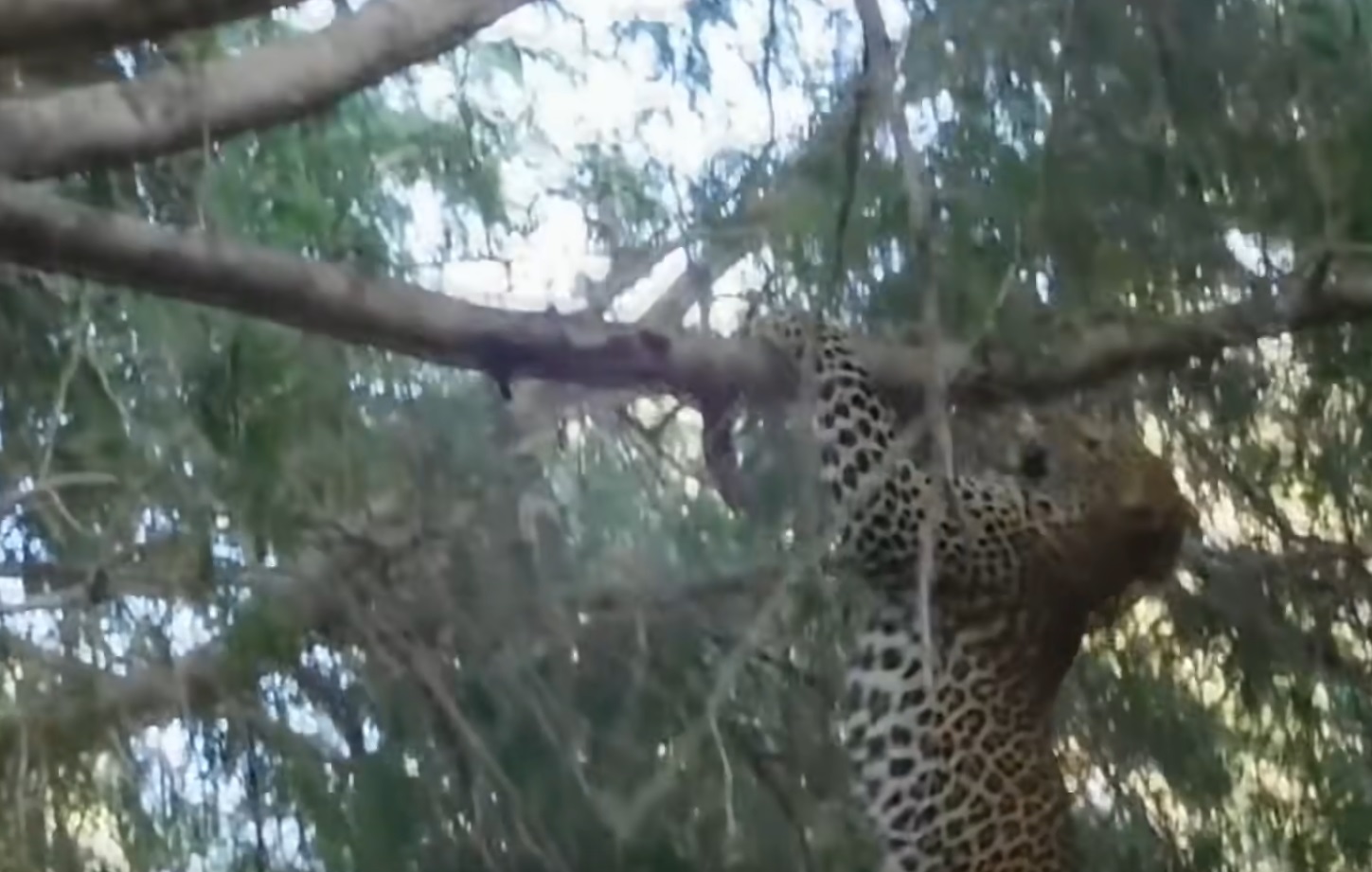 Leopard Hunting Baboon Goes Wrong