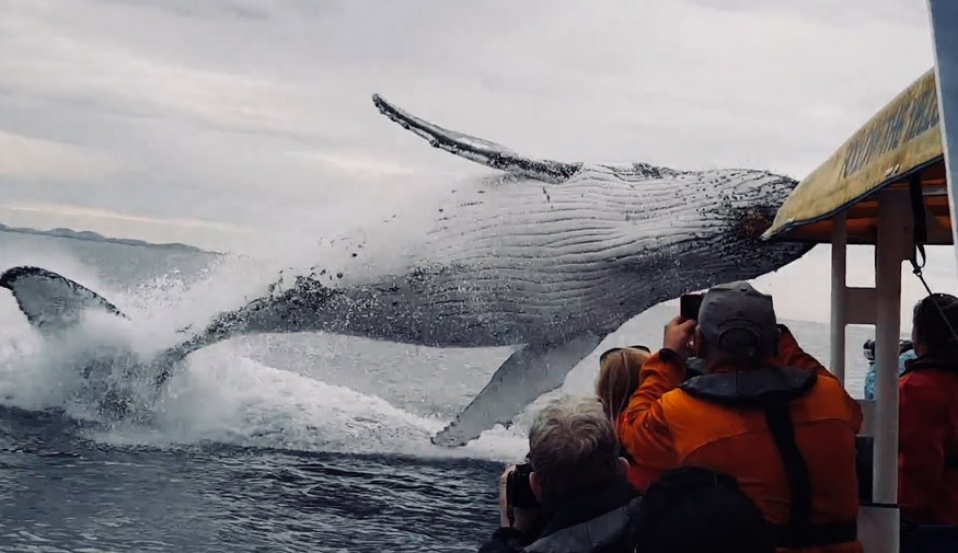 Beautiful Whale Jumping Out Of Nowhere