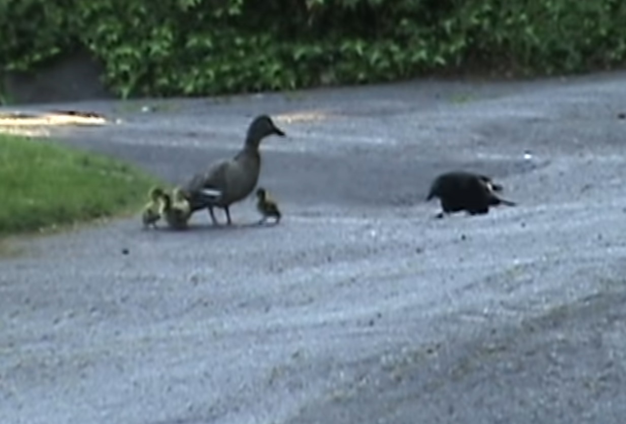 Mama Duck Fighting Crow To Protect Ducklings