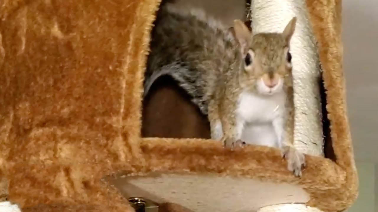 Woman realizes that her rescue squirrel is having babies