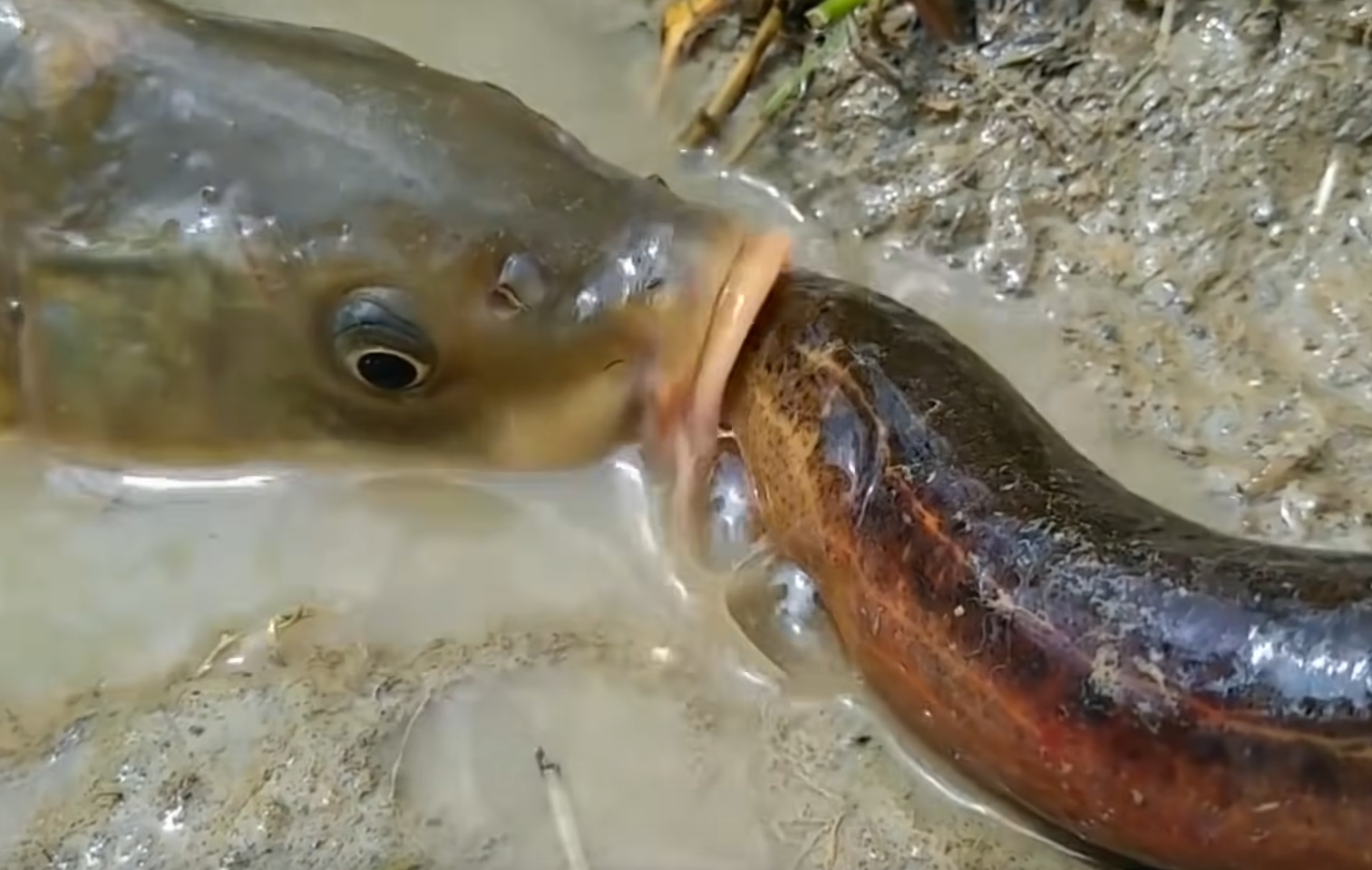 Electric Eel Vs Others Compilation