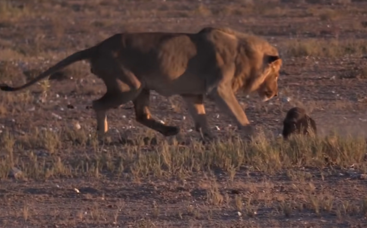 Lion Sneaks Up On Honeybadger