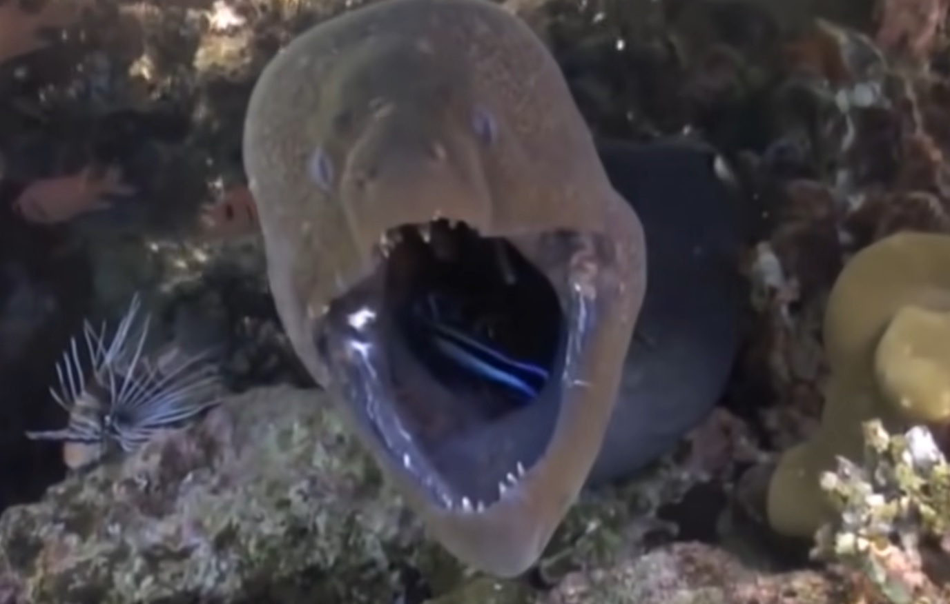 Moray Eel Vs SharK And Octopus 