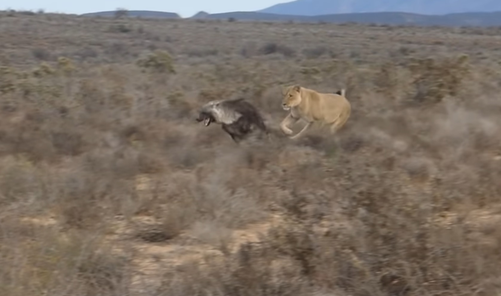 Lioness Gives Hyena A Good Scare