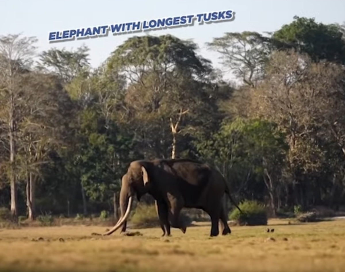 The Elephant With Longest Tusks (Safari Compilation)
